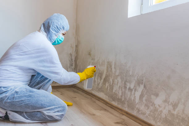 Licensed Attic Mold Removal service in Glen Arm, MD - WQB Mold Removal