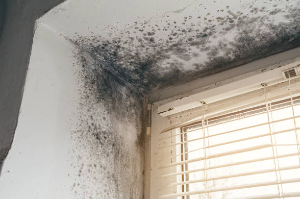 Affordable Attic Mold Removal solutions in Glen Arm, MD