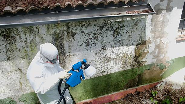 Top rated local Attic Mold Removal specialists in Glen Arm, MD